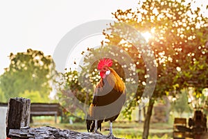 Rooster chicken cockcrow in the morning on the fence .