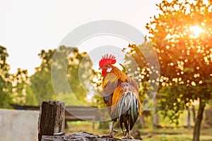 Rooster chicken cockcrow in the morning on the fence .