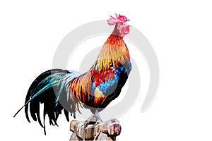 Rooster chicken cockcrow in the morning on the fence isolate whitebackground withclippingpath.