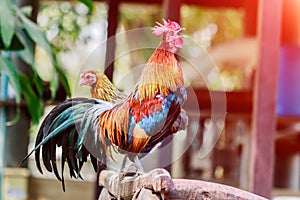 Rooster chicken cockcrow in the morning on the fence isolate whitebackground withclippingpath.