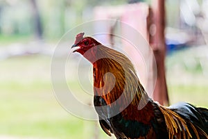 Rooster chicken cockcrow in the morning on the fence isolate whitebackground withclippingpath.