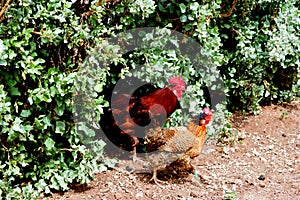 Rooster and chicken in the garden