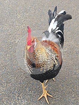 Rooster chicken in Hawaii