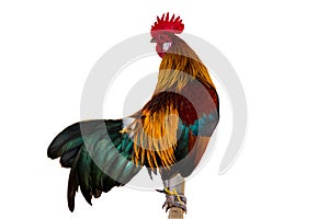 Rooster chicken isolate whitebackground withclippingpath.