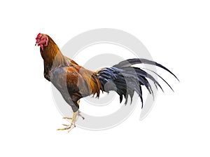 Rooster chicken isolated