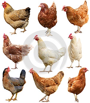 Set of chicken isolated on white.