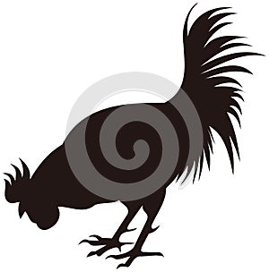 rooster chicken silhouette symbol bird vector illustration transparent background