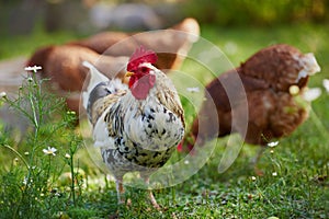 Rooster or chicken on traditional free range poultry farm