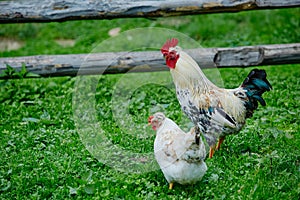 Rooster or chicken on traditional free range poultry farm