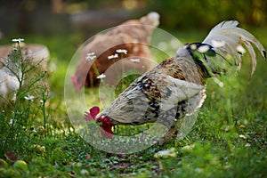 Rooster or chicken on traditional free range poultry farm