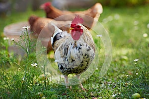 Rooster or chicken on traditional free range poultry farm