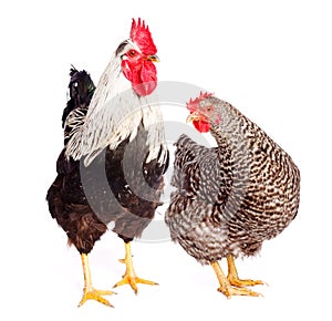 Rooster and chicken on white background
