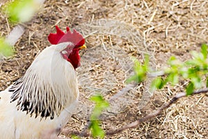 The rooster in the chicken yard farm. Concept of animal husbandry, household, organic meat, village life