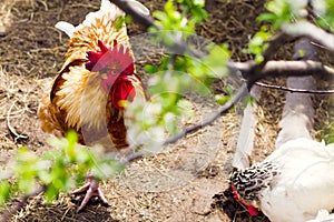 The rooster in the chicken yard farm. Concept of animal husbandry, household, organic meat, village life