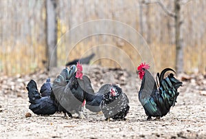 Rooster and chickens in the farmyard