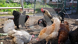 Rooster and chickens feeding