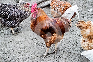 Rooster and Chickens. Free Range Cock and Hens