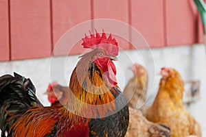 A rooster and Chickens.  Free range cock and hens