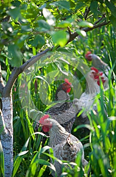 Rooster and Chickens. Free Range Cock and Hens