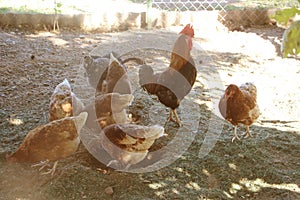 Rooster and Chickens. Free Range Cock and Hens