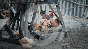 Rooster and Chickens. Free Range Cock and Hens. Chicken coop. Rooster and hens walk outdoors on a farm in the rancho countryside