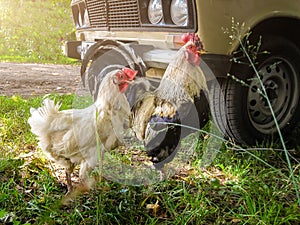 Rooster and Chickens. Free Range Cock and Hens in a village near a village russian car on a sunny day in the sun