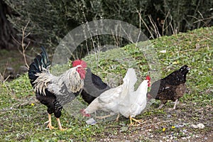 Rooster and Chickens. Free Range and Hens
