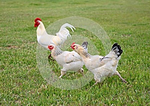 Rooster with chickens graze on the green lawn