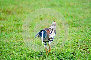 Rooster chickens on the green lawn. chickens find food on the gr