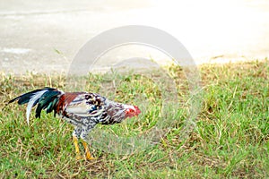 Rooster chickens on the green lawn. chickens find food on the gr