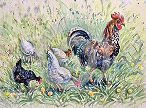 Rooster and chickens. Hand drawn animalistic illustration. Perfect for fashion print, poster for textiles, design, cards. Waterco