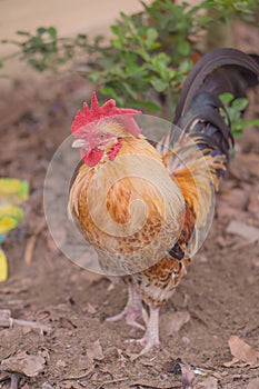 Rooster chickens are looking for food.