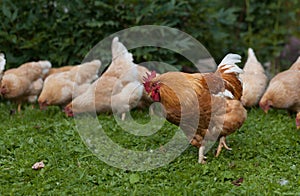 Rooster and chickens on traditional free range poultry farm. Close up of red hen walking on grass.