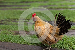 Rooster chickens on traditional free range poultry farm
