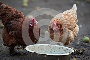 Rooster or chickens on traditional free range poultry farm