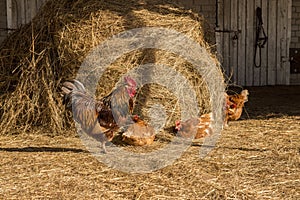 Rooster with chickens walking on a hay at the countryside. flock of chickens grazing on the hay. Hen grazing in field. Welsummer