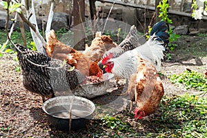 Rooster and chickens. White rooster and hens at feeding. Poultry on a farm