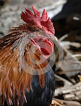 Rooster close-up