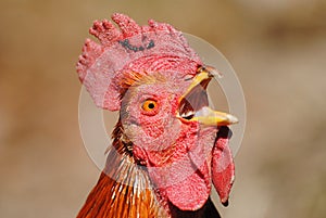 Rooster close up