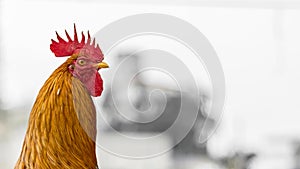 Rooster - Close up with white background