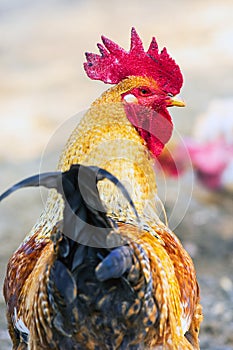 Rooster closeup at chicken farm