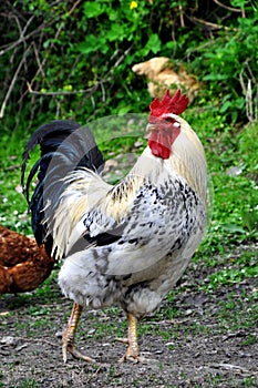 Rooster (Cock)