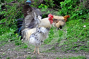 Rooster (Cock) with Wings Spread