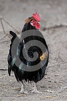 Rooster or Cockerel Bird