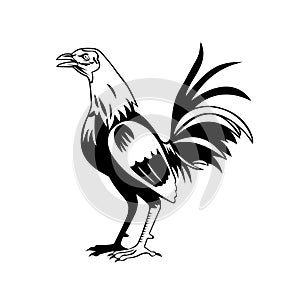 Rooster or Cockerel a Male Gallinaceous Bird Crowing Standing Side View Retro Black and White