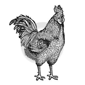 Rooster or cockerel sketch. Hand drawn farm animal. Cock vintage engraving vector illustration