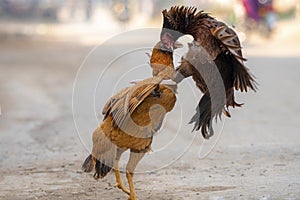 Rooster or cockfighting in streets of rural areas of punjab Pakistan