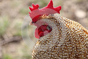 Rooster comb