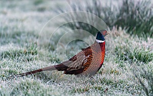 Rooster of Common Pheasant, Ring-necked Pheasant, Phasianus colchicus in winter in the time of dawn
