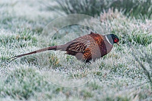 Rooster of Common Pheasant, Ring-necked Pheasant, Phasianus colchicus in winter in the time of dawn